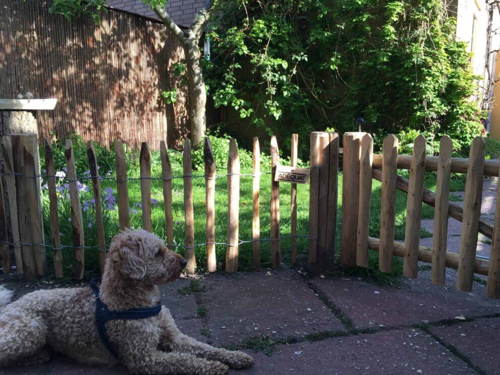 Clôture ganivielle française en bois de châtaignier de 50 cm de hauteur et avec un espacement de 4 cm entre les lattes.