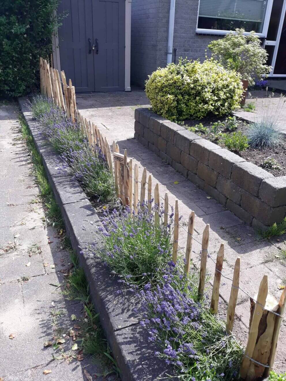 Clôture ganivielle française en bois de châtaignier de 50 cm de hauteur et avec un espacement de 8 cm entre les lattes.