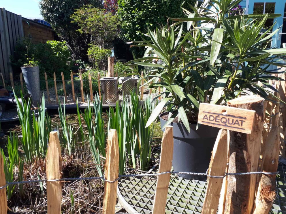 Clôture ganivielle française en bois de châtaignier de 50 cm de hauteur et avec un espacement de 10 cm entre les lattes.