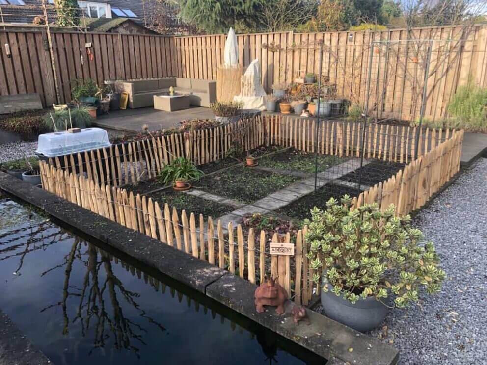 Clôture ganivielle française en bois de châtaignier de 50 cm de hauteur et avec un espacement de 4 cm entre les lattes.