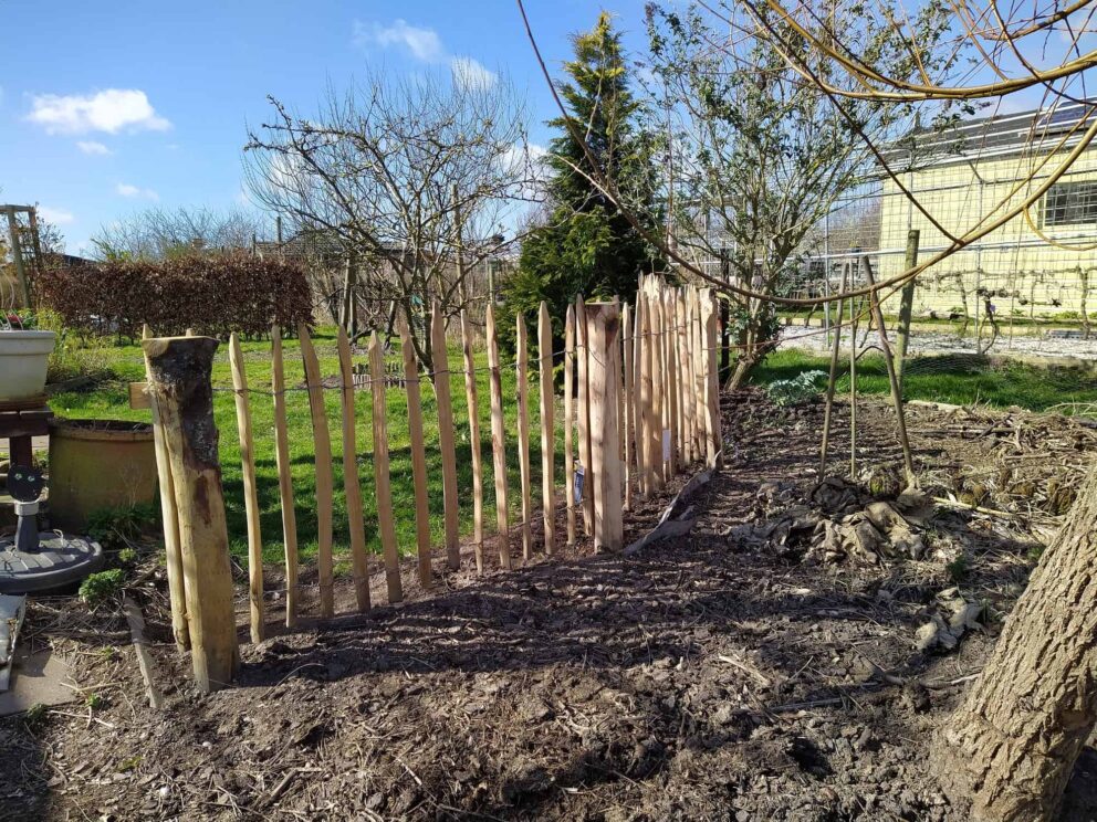 Clôture ganivielle française en bois de châtaignier de 80 cm de hauteur et avec un espacement de 4 cm. entre les lattes.