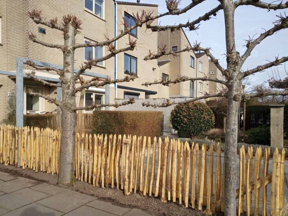 Clôture ganivielle française en bois de châtaignier de 80 cm de hauteur et avec un espacement de 4 cm. entre les lattes.