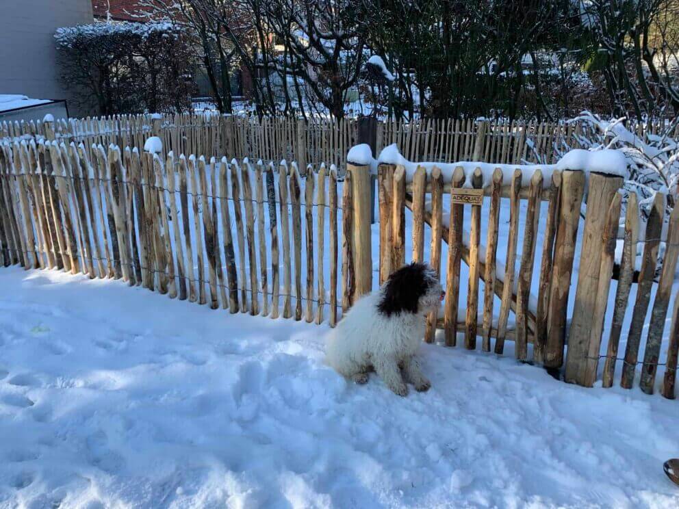 Clôture ganivielle française en bois de châtaignier de 80 cm de hauteur et avec un espacement de 4 cm. entre les lattes.