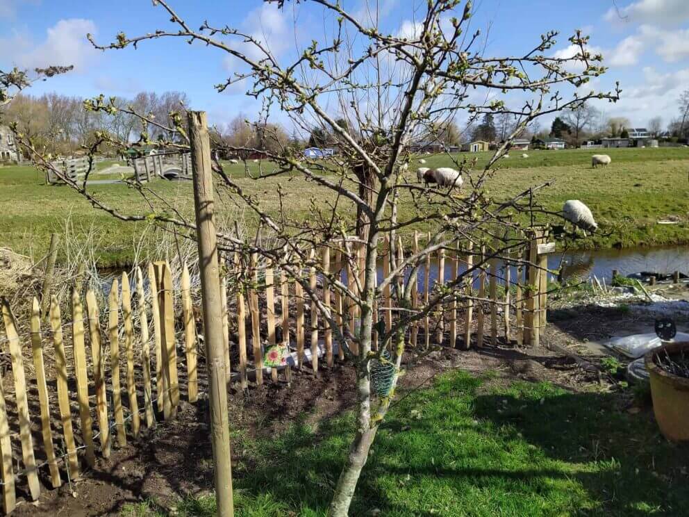 Clôture ganivielle française en bois de châtaignier de 80 cm de hauteur et avec un espacement de 4 cm. entre les lattes.