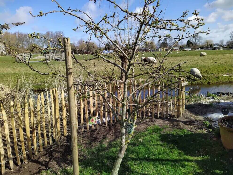 Clôture ganivielle française en bois de châtaignier de 80 cm de hauteur et avec un espacement de 4 cm. entre les lattes.