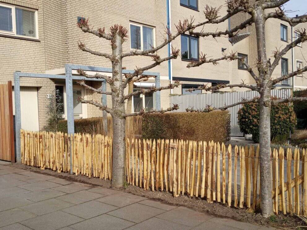 Clôture ganivielle française en bois de châtaignier de 80 cm de hauteur et avec un espacement de 4 cm. entre les lattes.