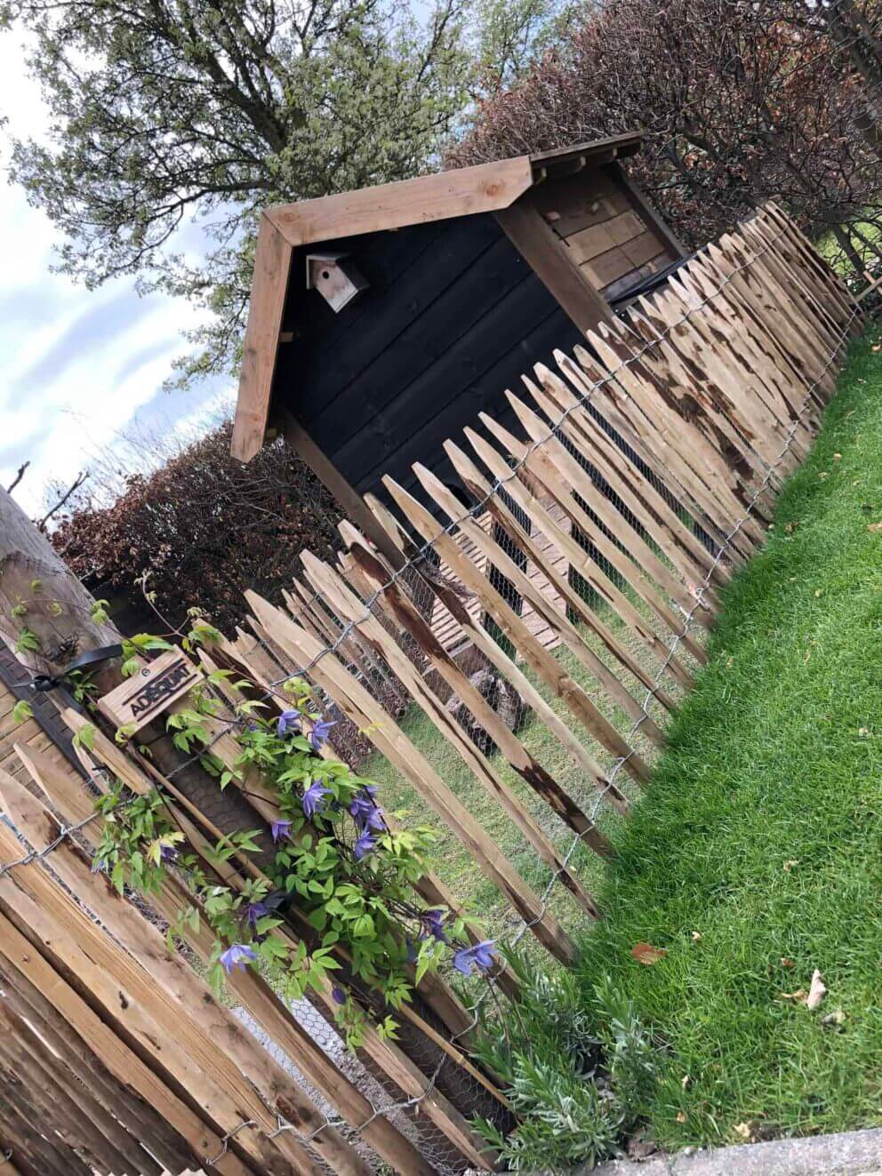 Clôture ganivielle française en bois de châtaignier de 80 cm de hauteur et avec un espacement de 6 cm. entre les lattes.