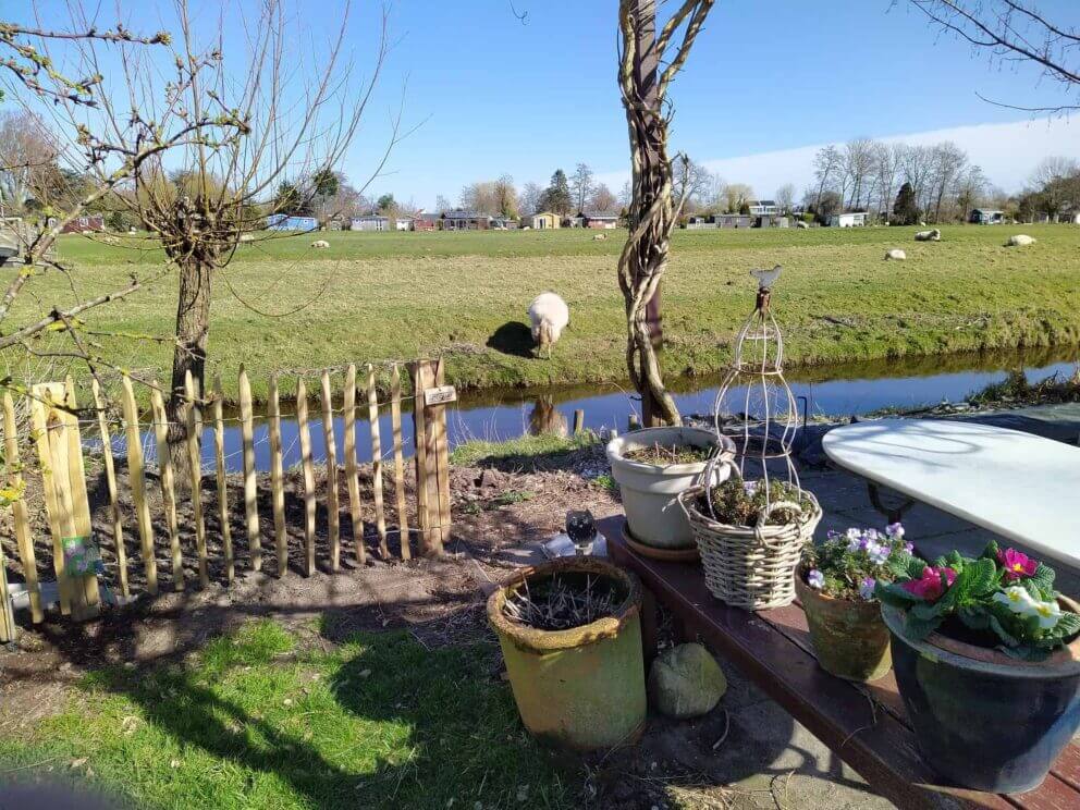 Clôture ganivielle française en bois de châtaignier de 80 cm de hauteur et avec un espacement de 4 cm. entre les lattes.