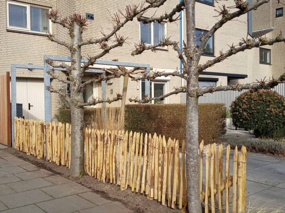 Clôture ganivielle française en bois de châtaignier de 80 cm de hauteur et avec un espacement de 4 cm. entre les lattes.