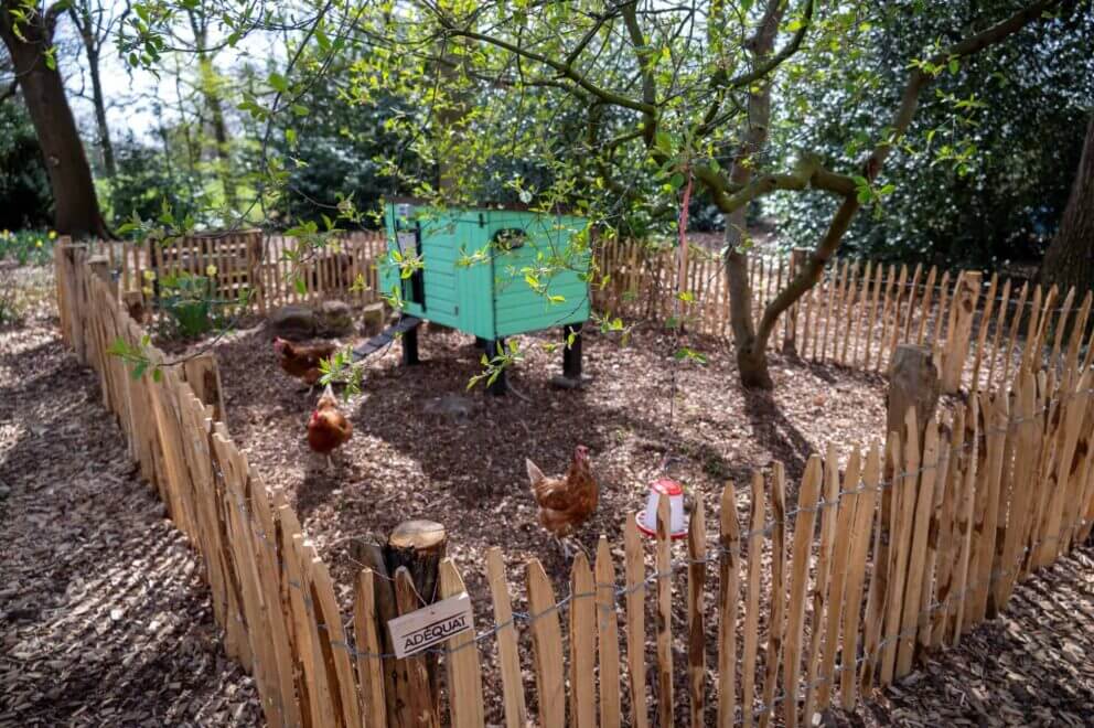 Clôture ganivielle française en bois de châtaignier de 80 cm de hauteur et avec un espacement de 4 cm. entre les lattes.