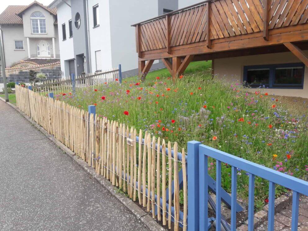 Clôture ganivielle française en bois de châtaignier de 80 cm de hauteur et avec un espacement de 4 cm. entre les lattes.