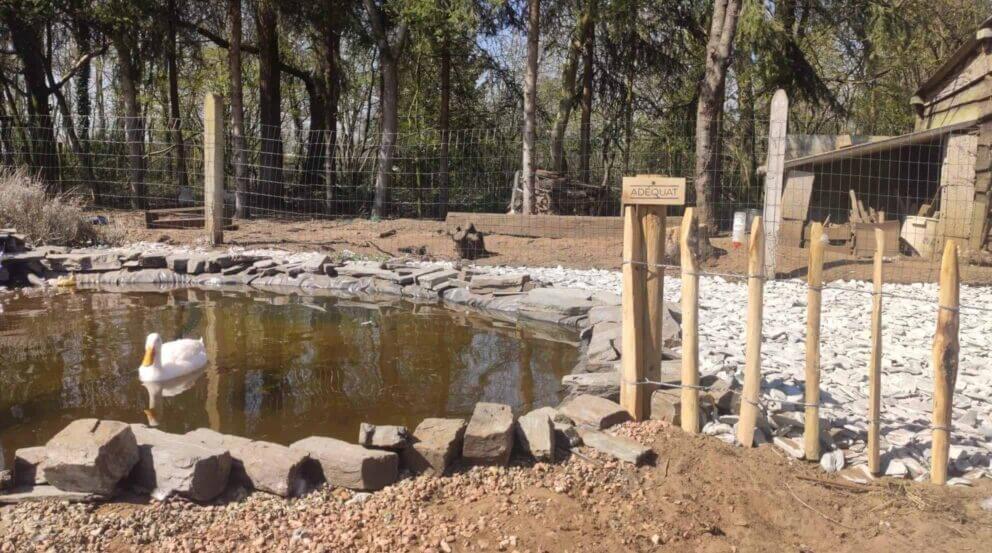 Clôture ganivielle française en bois de châtaignier de 50 cm de hauteur et avec un espacement de 10 cm entre les lattes.