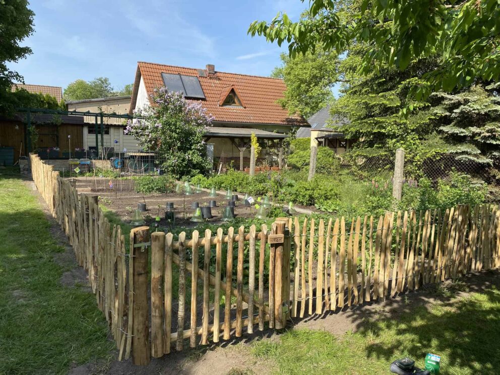 Clôture ganivielle française en bois de châtaignier de 80 cm de hauteur et avec un espacement de 4 cm. entre les lattes.