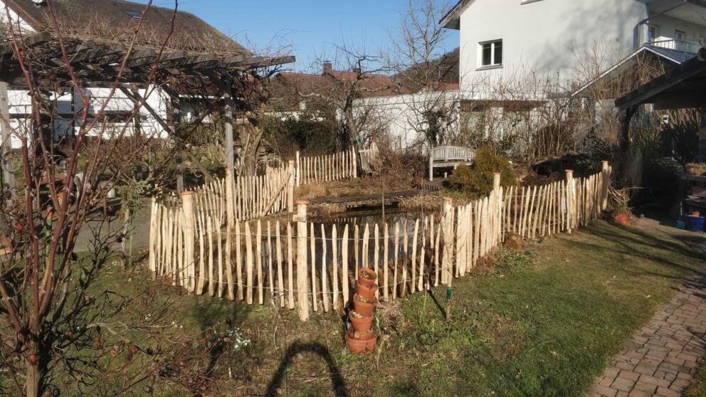 Clôture ganivielle française en bois de châtaignier de 80 cm de hauteur et avec un espacement de 6 cm. entre les lattes.