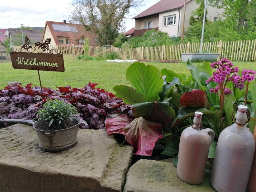 Clôture ganivielle française en bois de châtaignier de 80 cm de hauteur et avec un espacement de 6cm. entre les lattes.