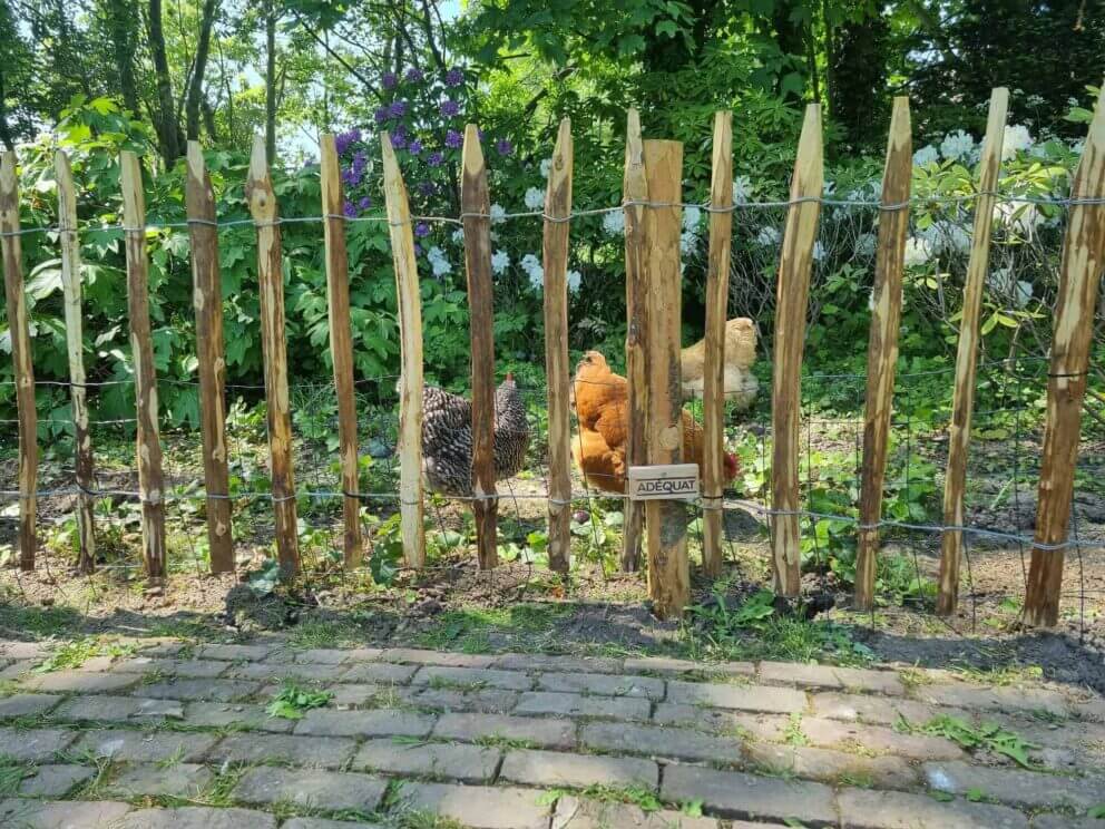 Clôture ganivielle française en bois de châtaignier de 80 cm de hauteur et avec un espacement de 8 cm. entre les lattes.