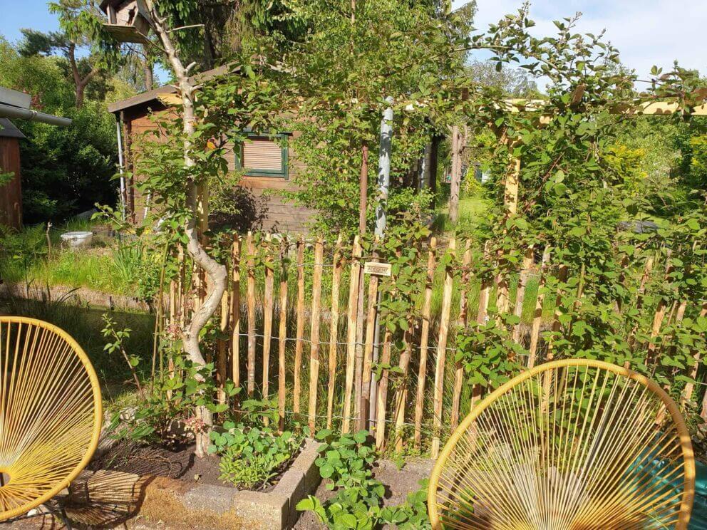 Clôture ganivielle française en bois de châtaignier de 120 cm de hauteur et avec un espacement de 6 cm. entre les lattes.