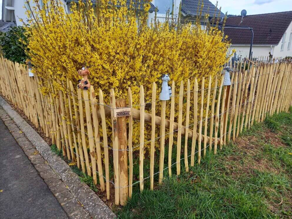 Clôture ganivielle française en bois de châtaignier de 100 cm de hauteur et avec un espacement de 8 cm. entre les lattes.