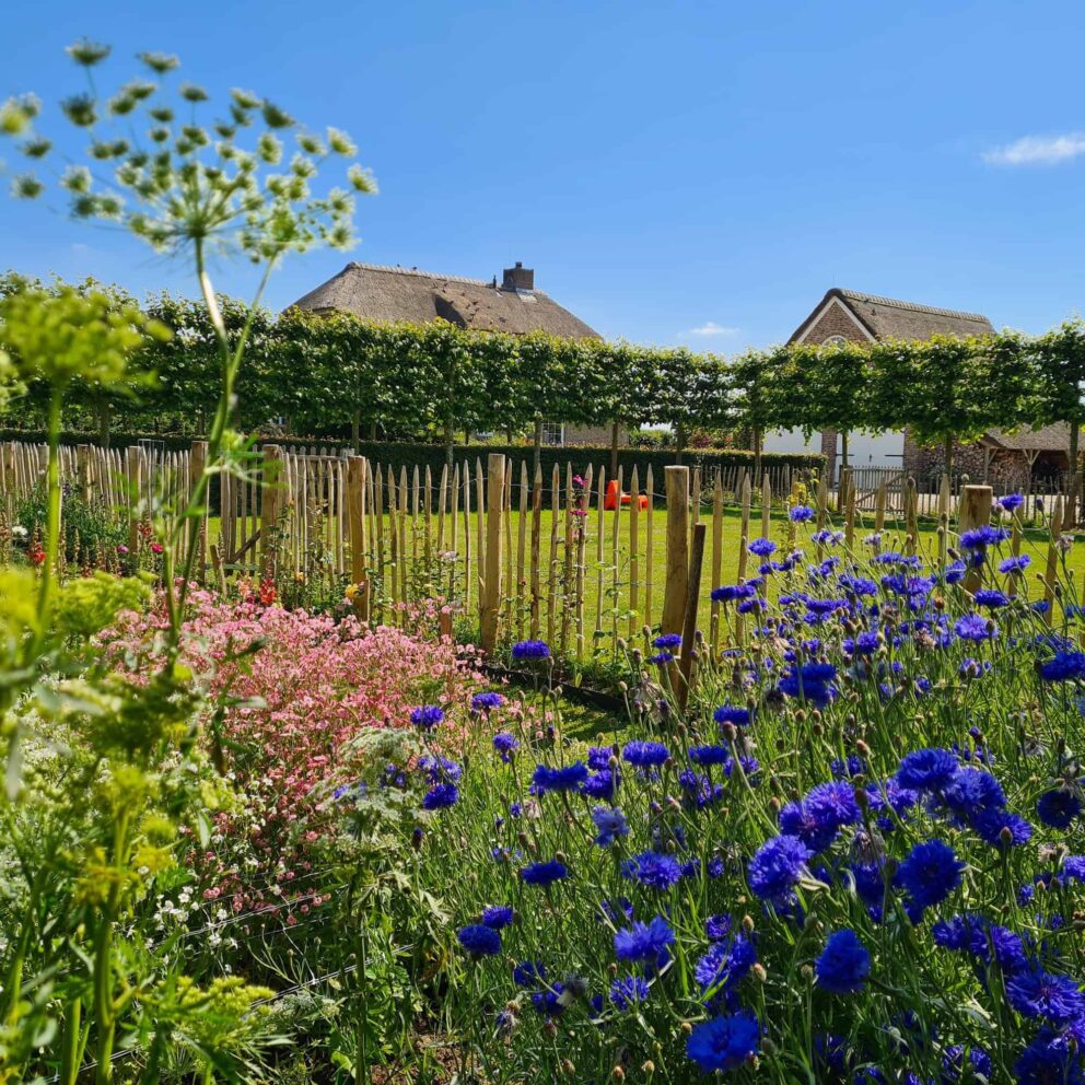 Clôture ganivielle française en bois de châtaignier de 100 cm de hauteur et avec un espacement de 10 cm. entre les lattes.