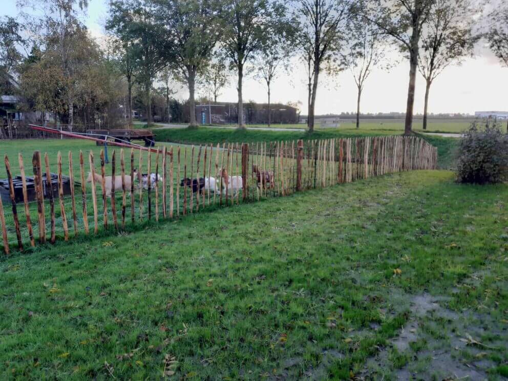 Clôture ganivielle française en bois de châtaignier de 120 cm de hauteur et avec un espacement de 10 cm. entre les lattes.