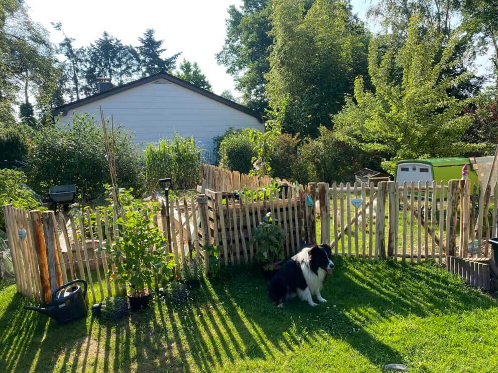 Clôture ganivielle française en bois de châtaignier de 100 cm de hauteur et avec un espacement de 4 cm. entre les lattes.