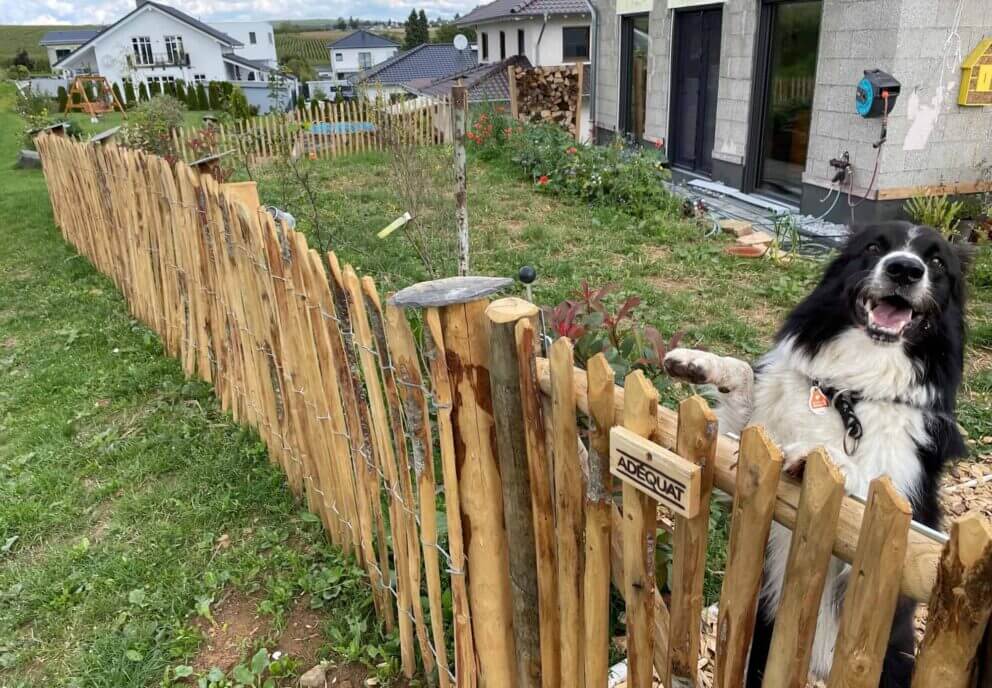 Clôture ganivielle française en bois de châtaignier de 100 cm de hauteur et avec un espacement de 6 cm. entre les lattes.