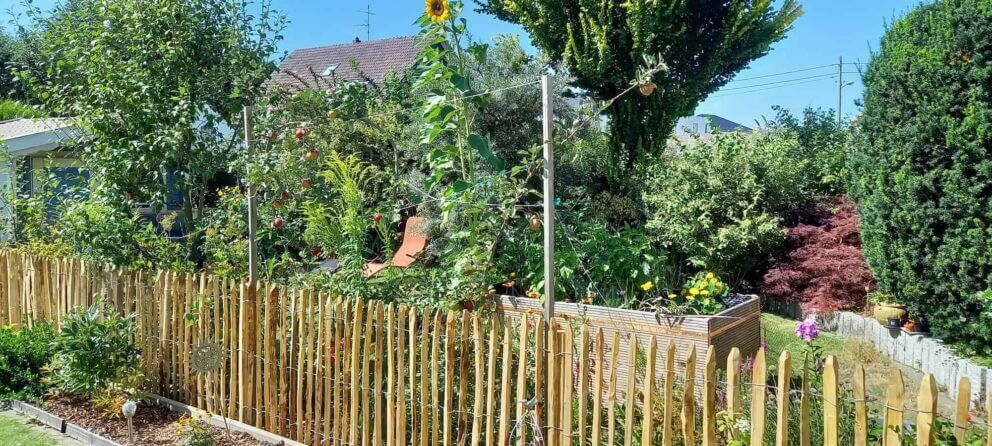 Clôture ganivielle française en bois de châtaignier de 100 cm de hauteur et avec un espacement de 4 cm. entre les lattes.