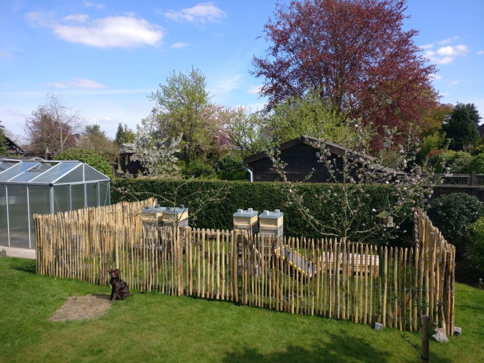 Clôture ganivielle française en bois de châtaignier de 120 cm de hauteur et avec un espacement de 2 cm. entre les lattes.