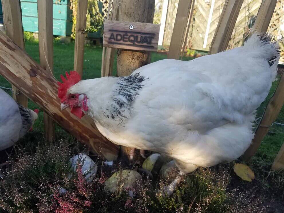 Clôture ganivielle française en bois de châtaignier de 120 cm de hauteur et avec un espacement de 4 cm. entre les lattes.