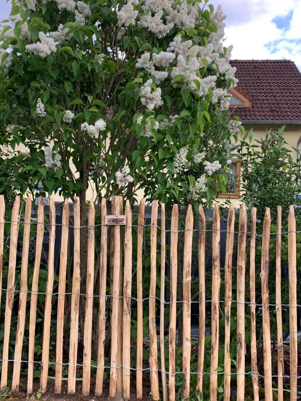 Clôture ganivielle française en bois de châtaignier de 120 cm de hauteur et avec un espacement de 4 cm. entre les lattes.