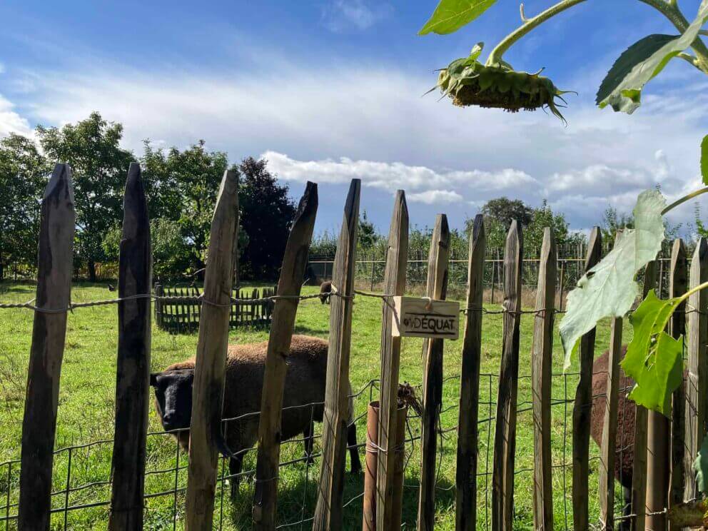 Clôture ganivielle française en bois de châtaignier de 100 cm de hauteur et avec un espacement de 6 cm. entre les lattes.