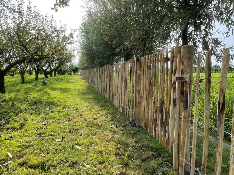 Clôture ganivielle française en bois de châtaignier de 100 cm de hauteur et avec un espacement de 8 cm. entre les lattes.