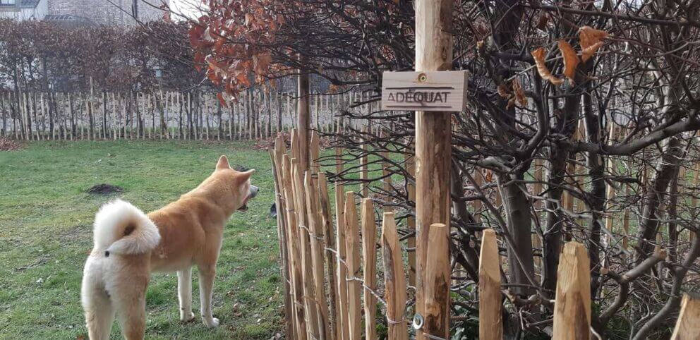 Clôture ganivielle française en bois de châtaignier de 100 cm de hauteur et avec un espacement de 8 cm. entre les lattes.