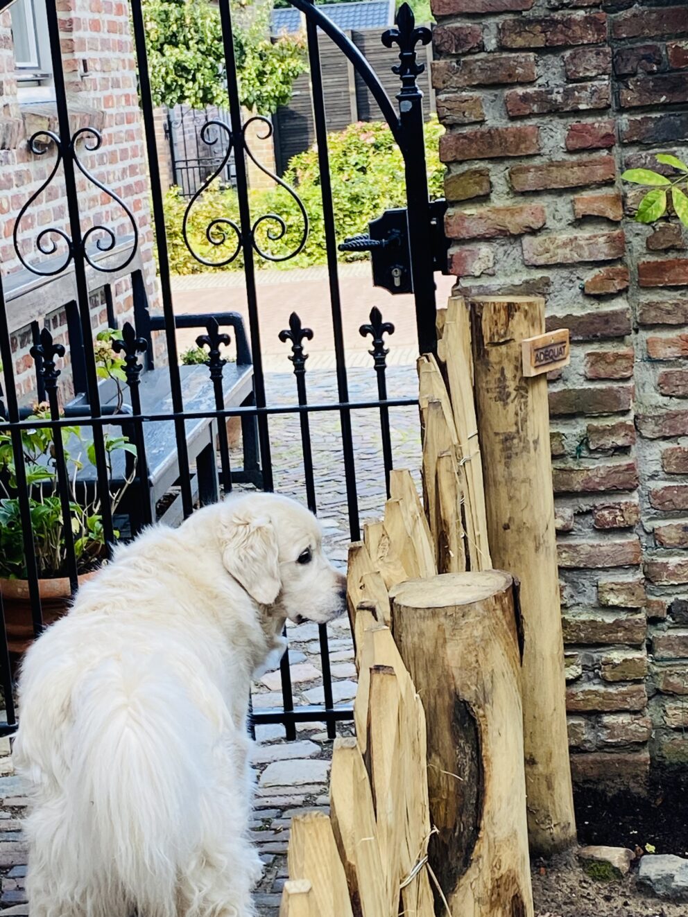 Clôture ganivielle française en bois de châtaignier de 100 cm de hauteur et avec un espacement de 6 cm. entre les lattes.