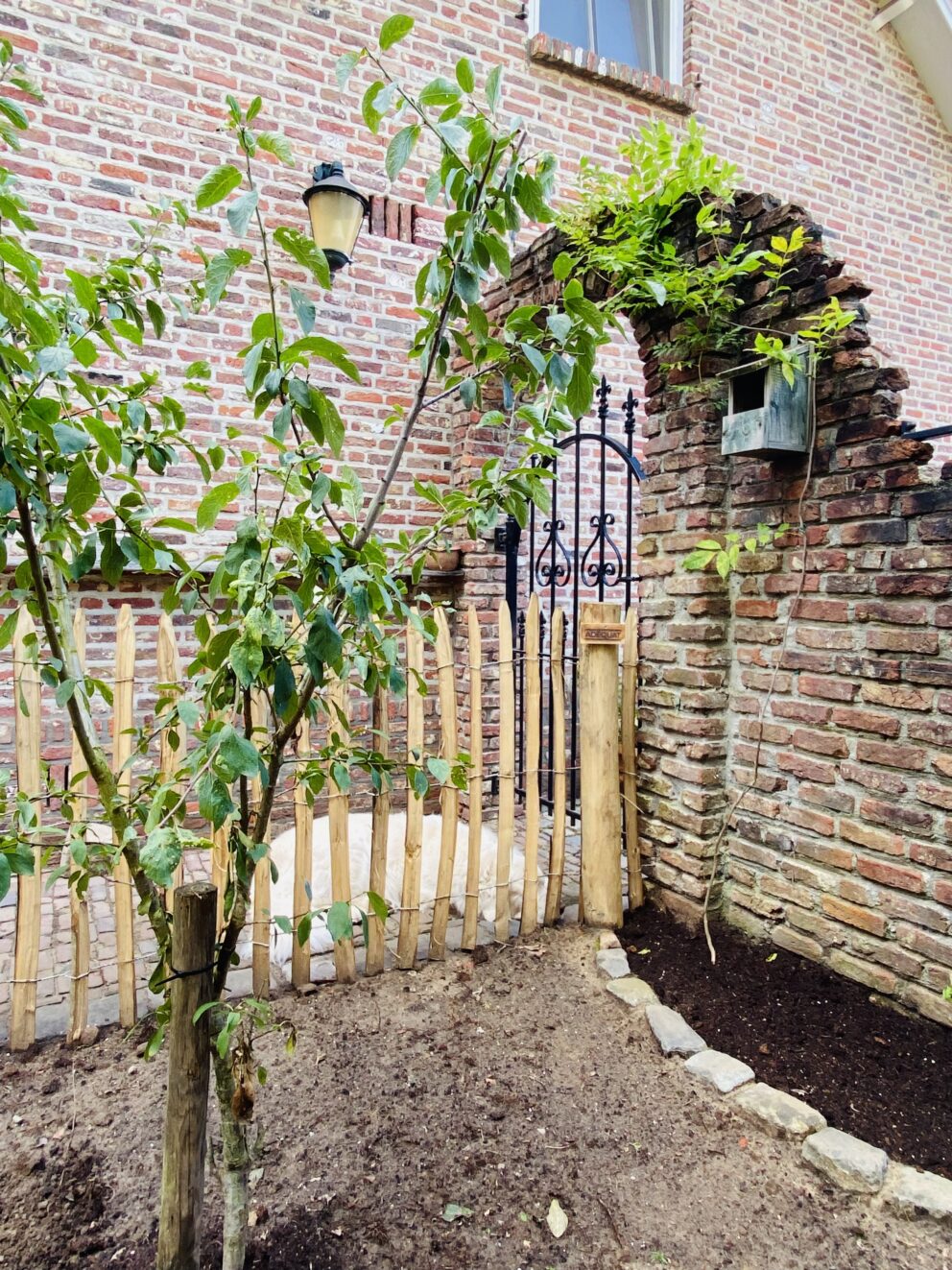 Clôture ganivielle française en bois de châtaignier de 100 cm de hauteur et avec un espacement de 6 cm. entre les lattes.