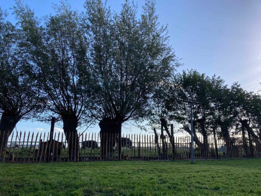 Clôture ganivielle française en bois de châtaignier de 100 cm de hauteur et avec un espacement de 8 cm. entre les lattes.