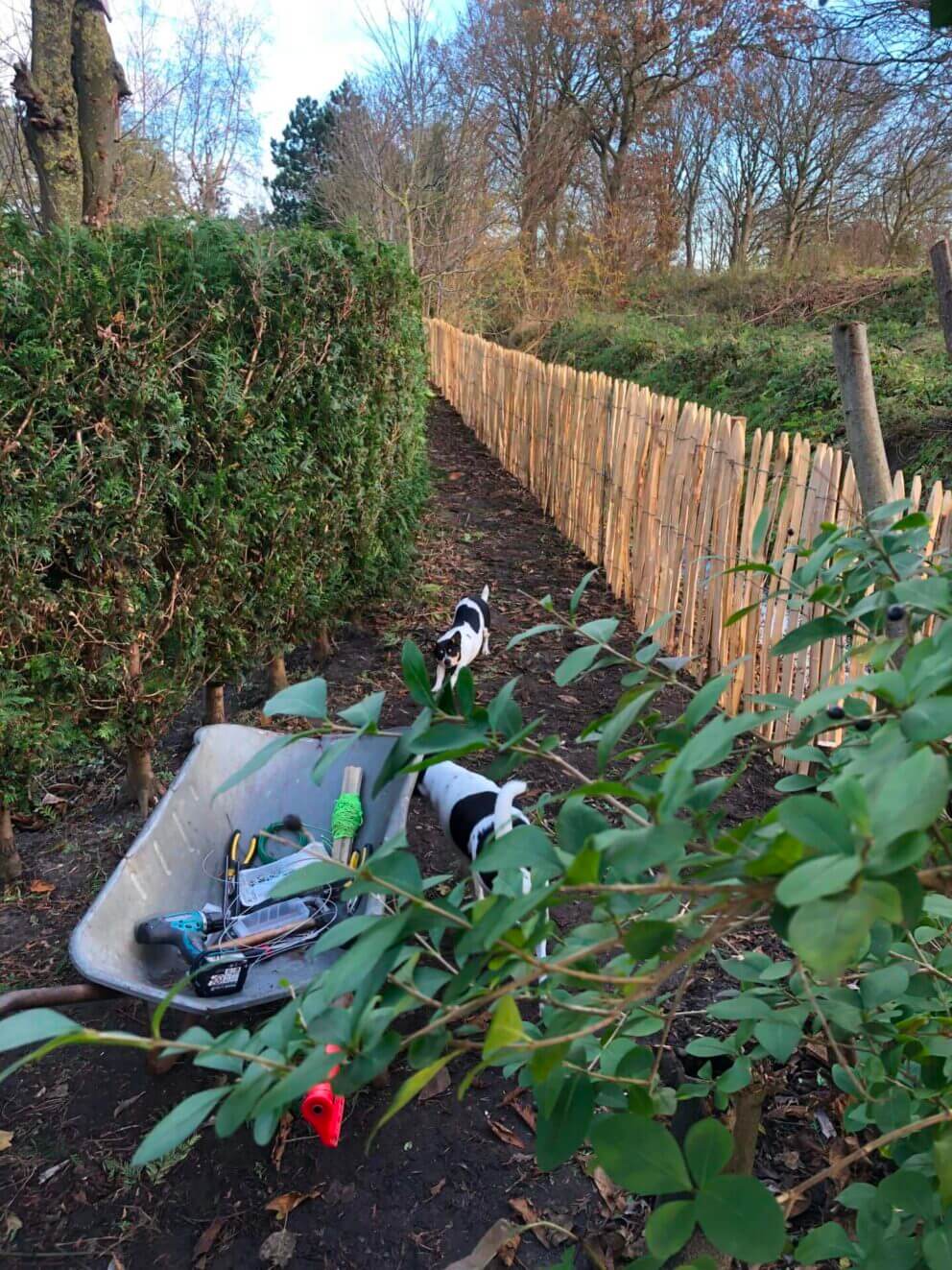 Clôture ganivielle française en bois de châtaignier de 120 cm de hauteur et avec un espacement de 2 cm. entre les lattes.