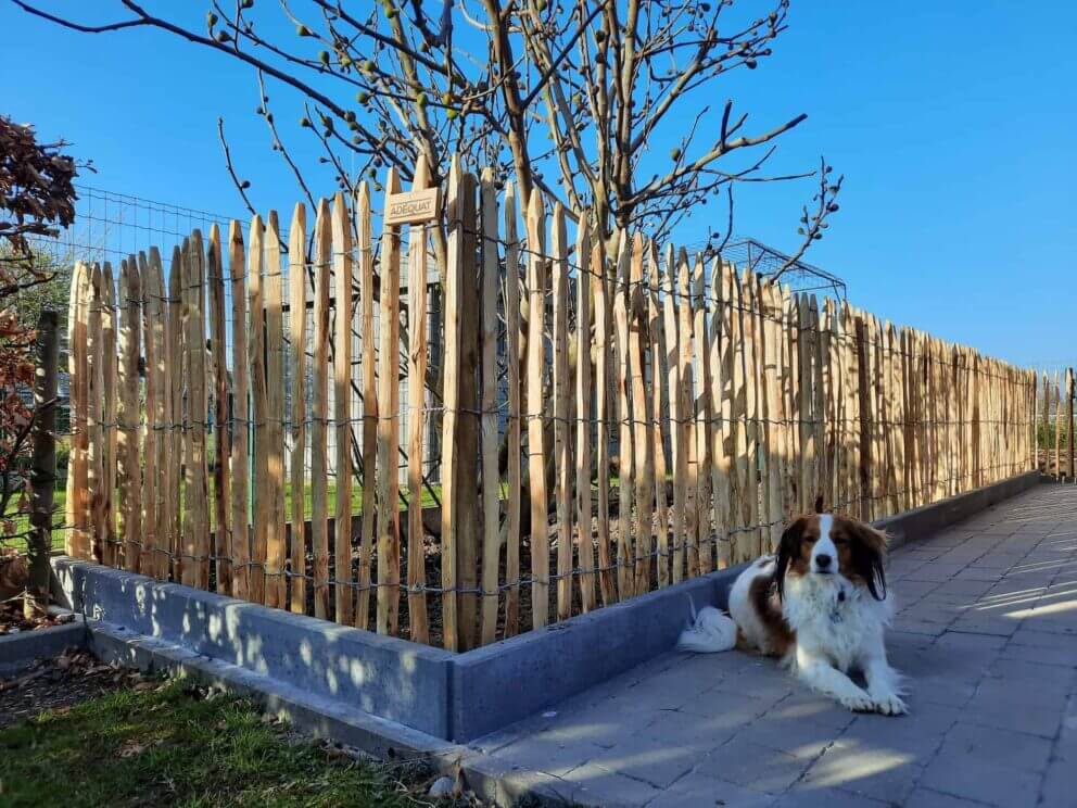 Clôture ganivielle française en bois de châtaignier de 100 cm de hauteur et avec un espacement de 4 cm. entre les lattes.