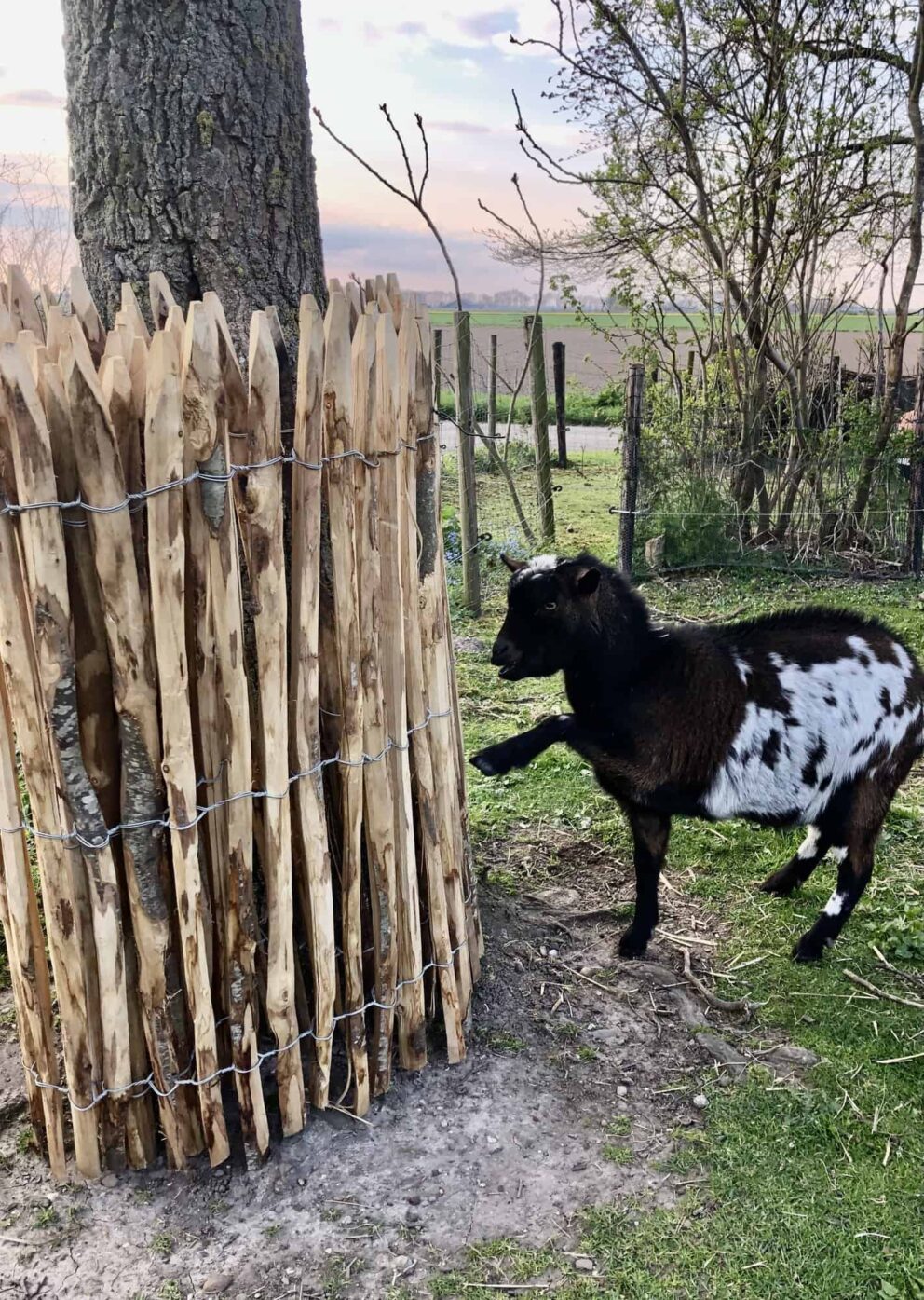 Clôture ganivielle française en bois de châtaignier de 120 cm de hauteur et avec un espacement de 2 cm. entre les lattes.