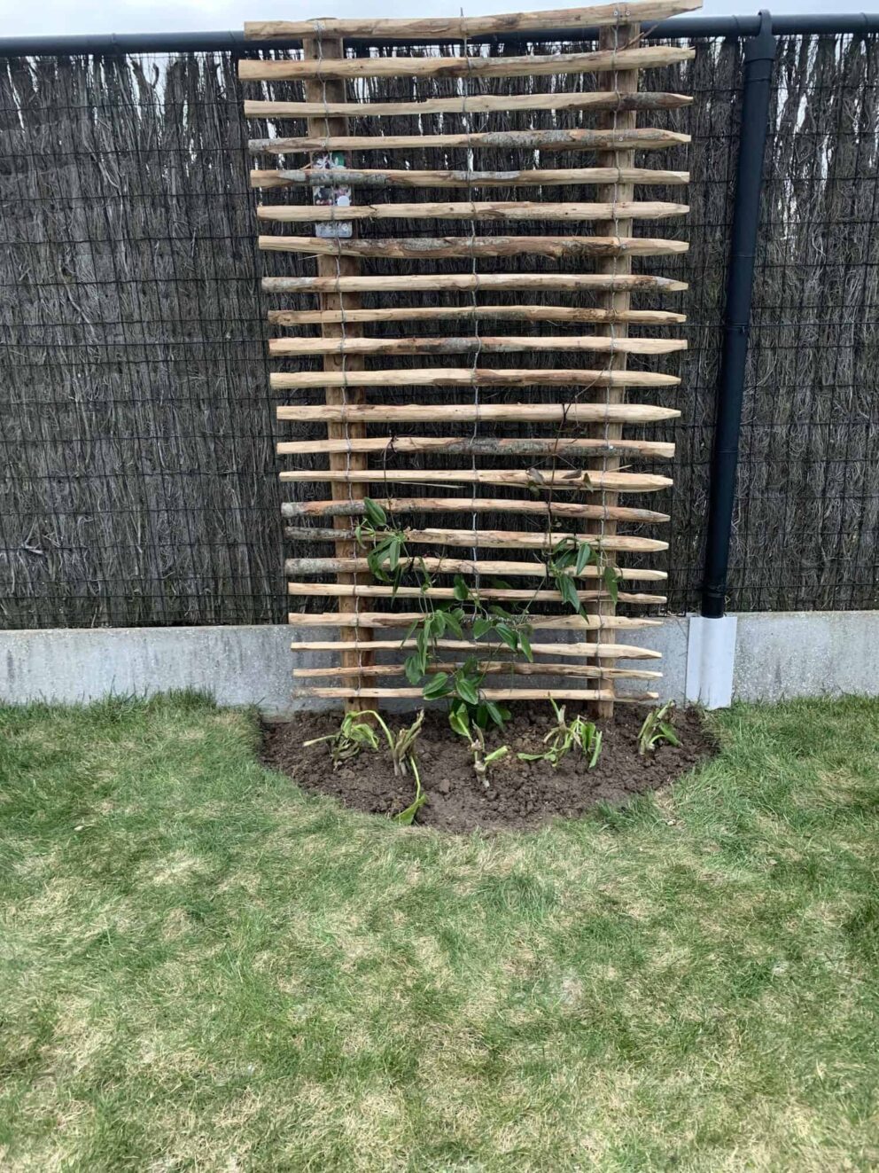 Clôture ganivielle française en bois de châtaignier de 100 cm de hauteur et avec un espacement de 4 cm. entre les lattes.