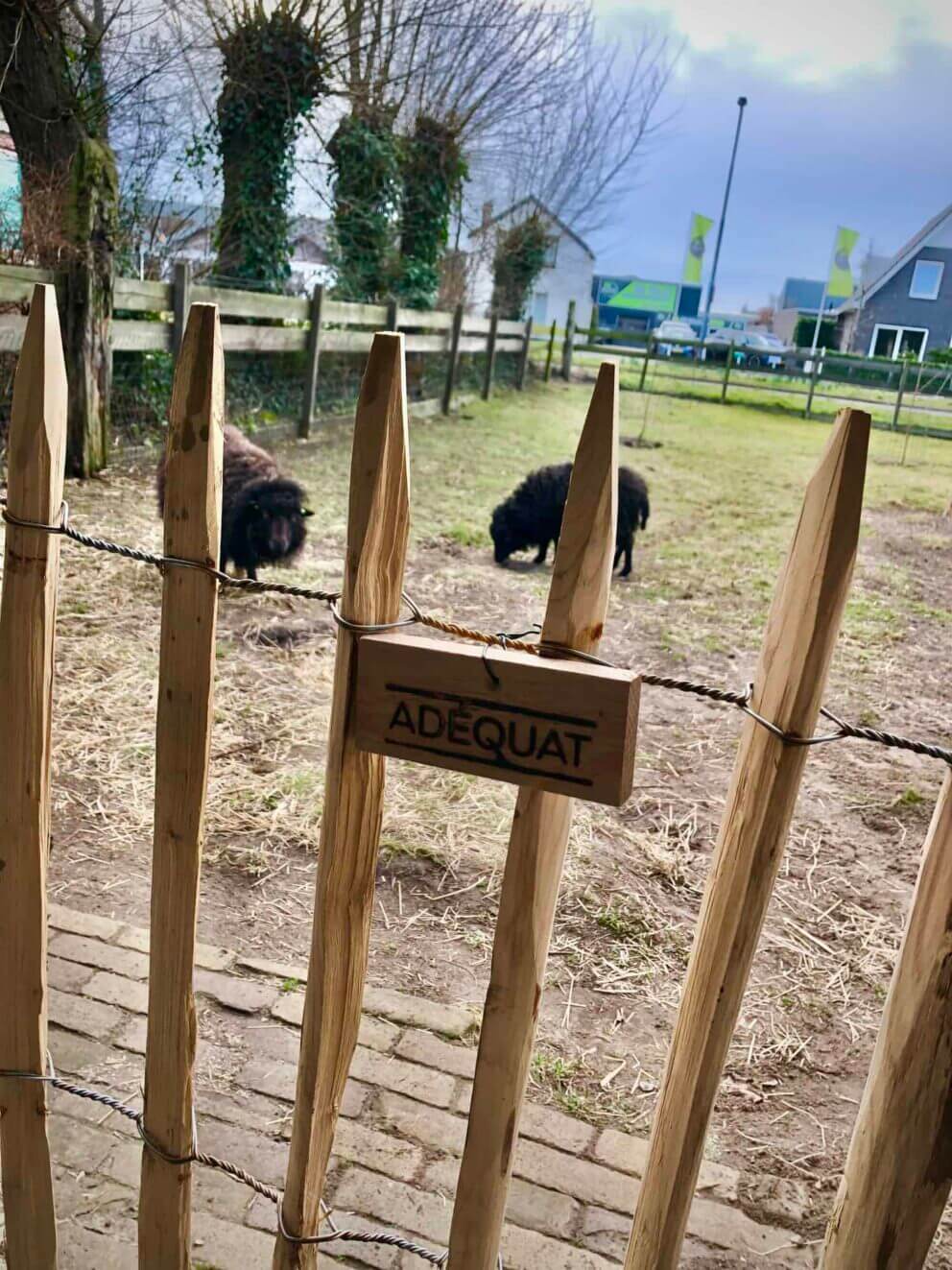 Clôture ganivielle française en bois de châtaignier de 100 cm de hauteur et avec un espacement de 6 cm. entre les lattes. Autour du pâturage des moutons.