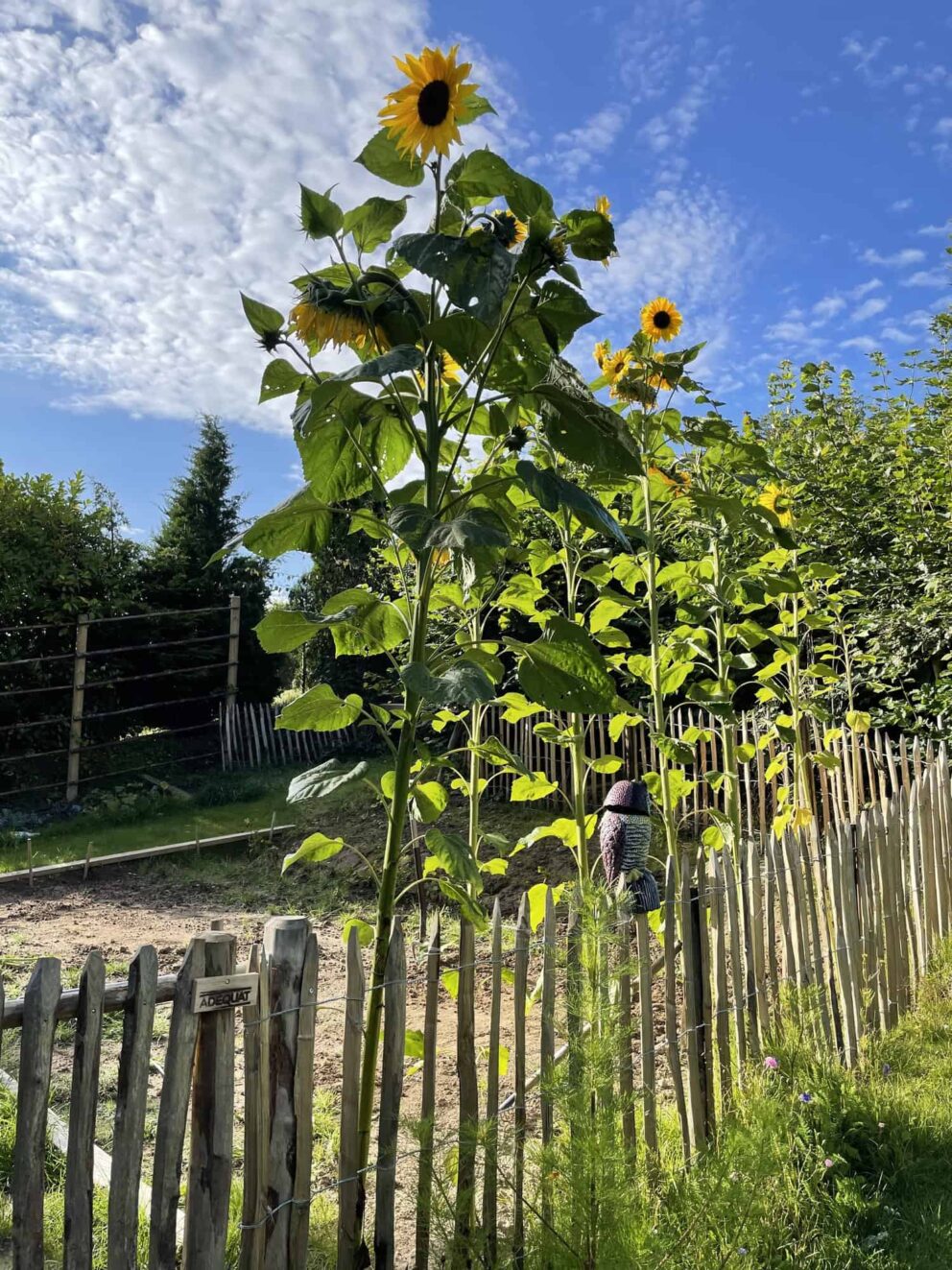 Clôture ganivielle française en bois de châtaignier de 100 cm de hauteur et avec un espacement de 6 cm. entre les lattes.