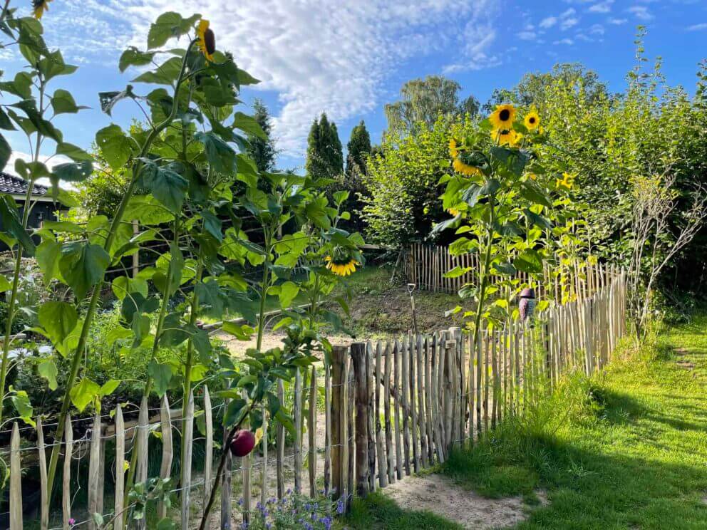 Clôture ganivielle française en bois de châtaignier de 100 cm de hauteur et avec un espacement de 6 cm. entre les lattes.