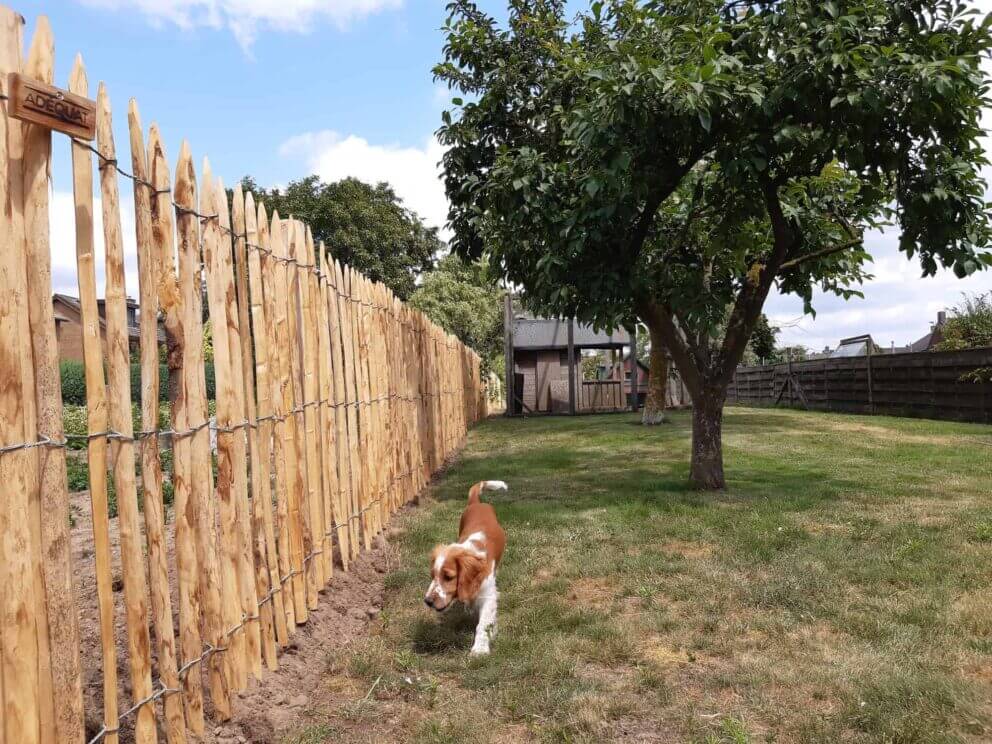 Clôture ganivielle française en bois de châtaignier de 120 cm de hauteur et avec un espacement de 6 cm. entre les lattes.