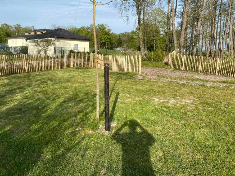 Clôture ganivielle française en bois de châtaignier de 120 cm de hauteur et avec un espacement de 8 cm. entre les lattes.