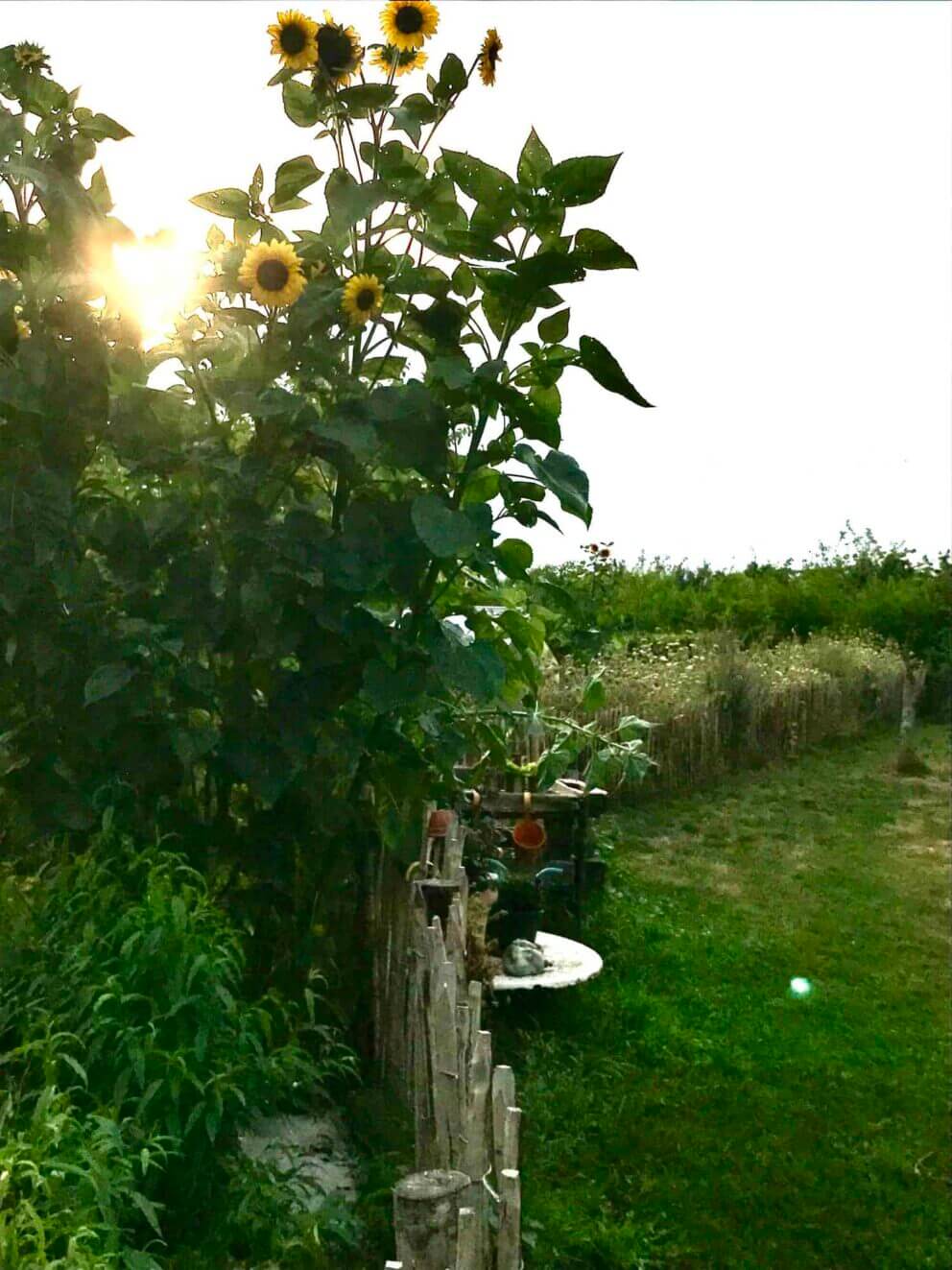 Clôture ganivielle française en bois de châtaignier de 100 cm de hauteur et avec un espacement de 10 cm. entre les lattes.