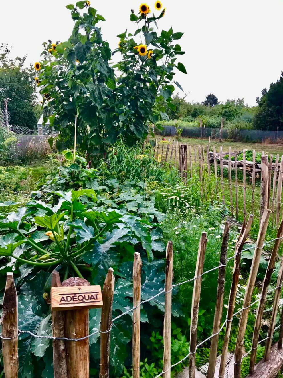 Clôture ganivielle française en bois de châtaignier de 100 cm de hauteur et avec un espacement de 10 cm. entre les lattes.