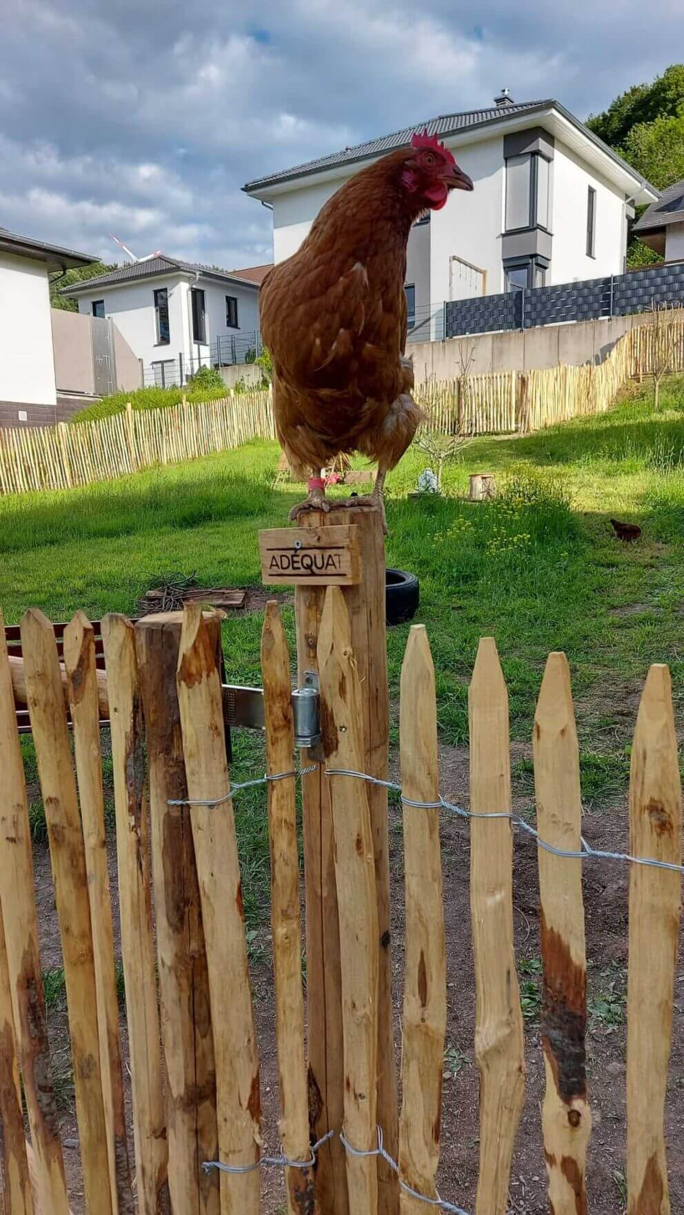 Clôture ganivielle française en bois de châtaignier de 120 cm de hauteur et avec un espacement de 4 cm. entre les lattes.