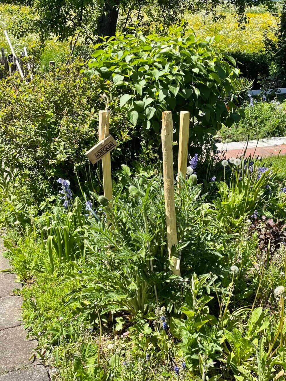 Clôture ganivielle française en bois de châtaignier de 120 cm de hauteur et avec un espacement de 6 cm. entre les lattes.