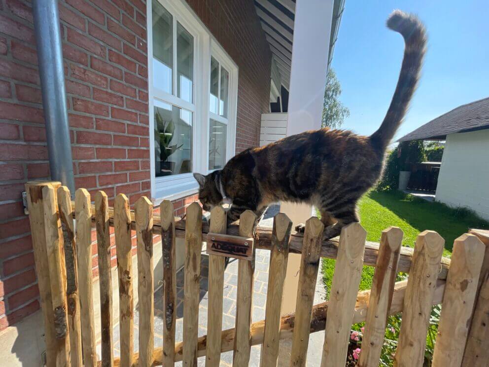 chat sur la clôture